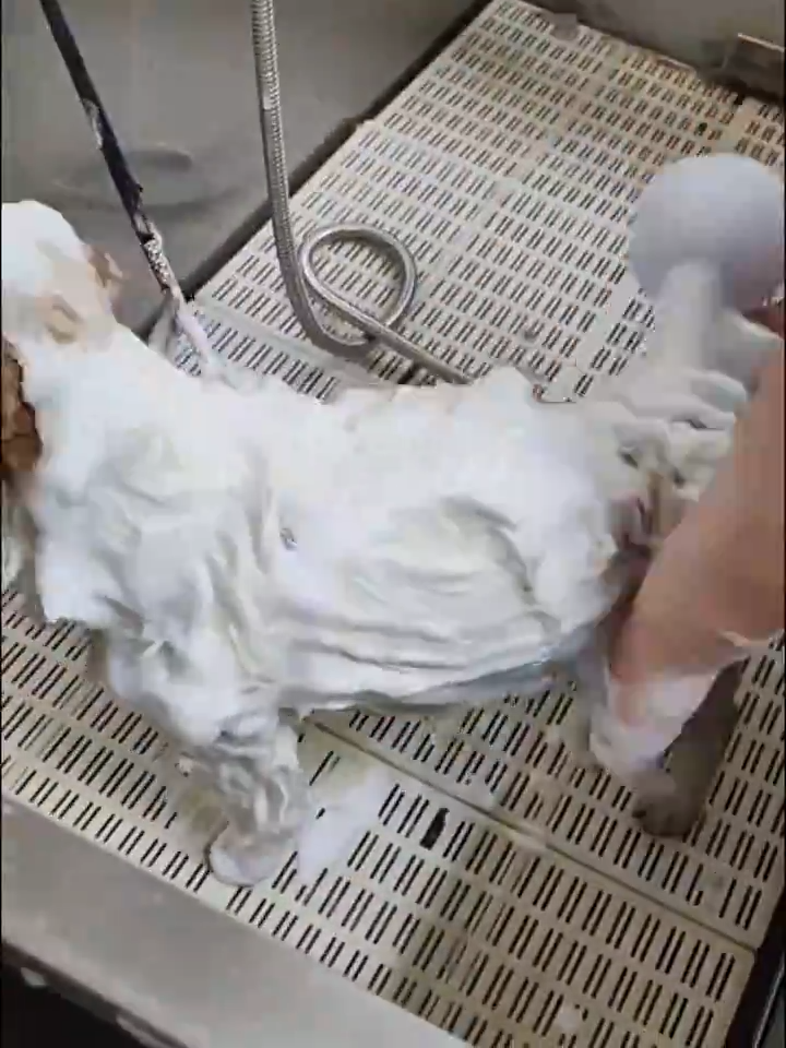 Automatic Foaming Dog Cat Bath Brush Dog Sham – Your Daily Essential