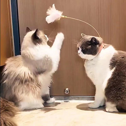 Funny Cat Stick Collar With Funny Cat Stick C – The Smart Choice for Your Home