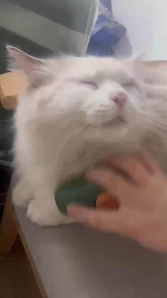 Steamy Cat Brush Cat Dog Grooming Comb Electr – The Smart Choice for Your Home